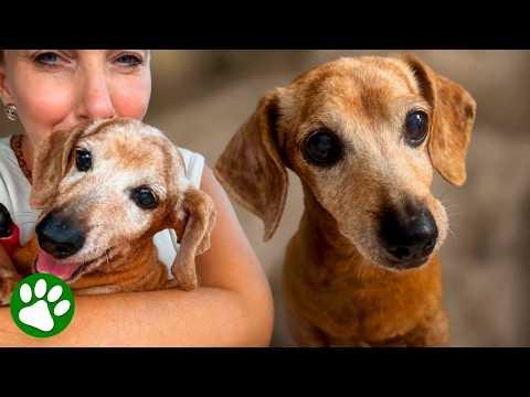 Stray Dog Walks Right Up to Her Door and Chooses Her as His Family #Video