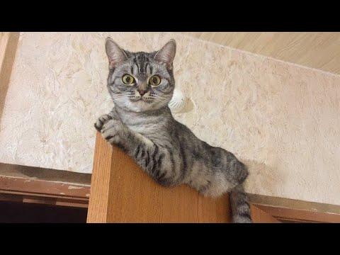 Funny CATS will make all your STRESS GO AWAY! New Funny Cats 2024 #Video