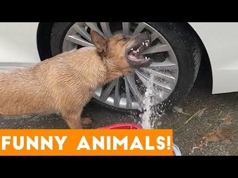 funny animal s of the week pictures