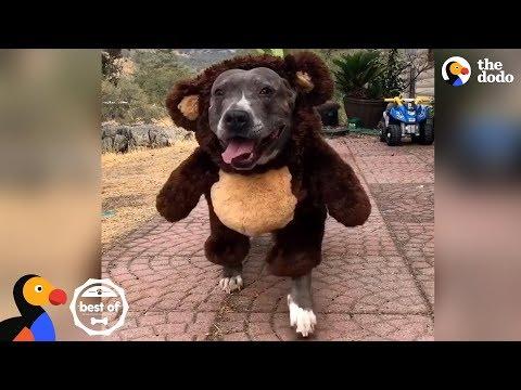Animals All Dressed Up For Halloween | The Dodo Best Of