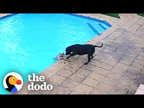 Hero Dog Saves His Tiny Best Friend From Drowning #Video