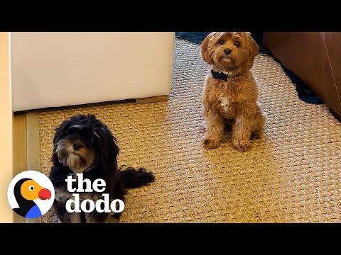Dog Always Waits By His Girlfriend's Door #Video