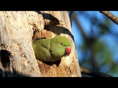 Rose-ringed Parakeets Video