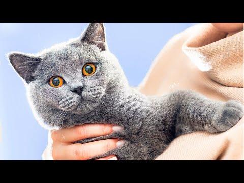 Why People LOVE British Shorthairs #Video