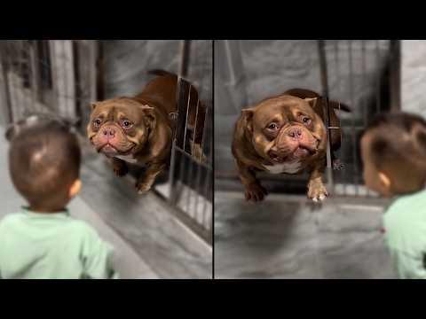 This Dog Can’t Stop Smiling After Being Rescued! #Video