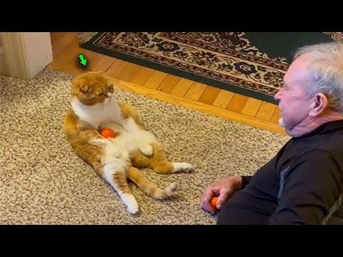 When you get a CAT, you WON'T REGRET #Video