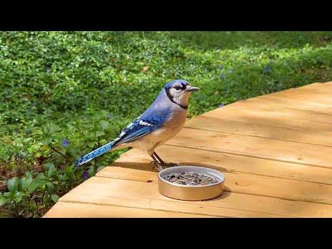 Does The Blue Jay Remember That I Fed Her Last Year? #Video