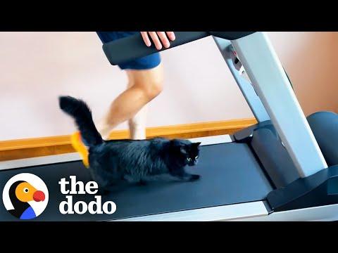 Cat Demands On Using The Treadmill Multiple Times A Day #Video
