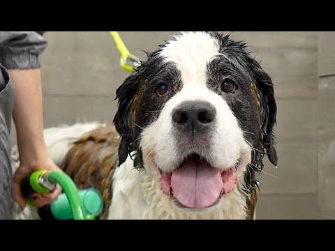 Giant St. Bernard is acting like a pro wrestler at the grooming salon #Video