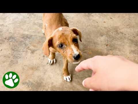 Tiny Street Puppy Asks Girl For Help And She Refuses To Leave Her Behind