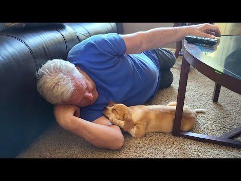 These Adorable Dogs Changed The Minds Of Dads Who Didn’t Want A Dog #Video