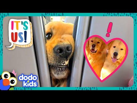 Golden Retrievers Love Being Besties With Everyone! | Dodo Kids #Video