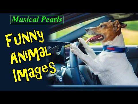 Funny Animal Images And Optical Illusions #Video