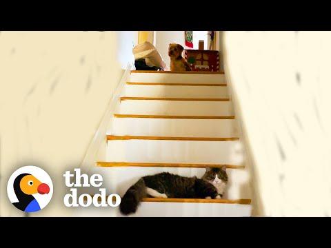 'Emotional Support Cat' Spots His Best Doggy Friend Down The Stairs #Video