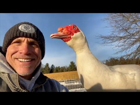 Watch how duck reacts to kisses from man who rescued him video