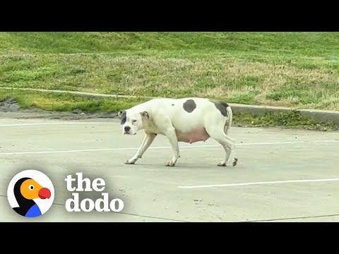 Woman Spots VERY Pregnant Pittie All By Herself #Video