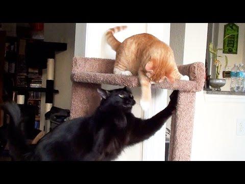 Cat Vs Kitten - Cat Tree Battle!
