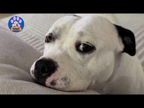 This Dog Was Put on the Euthanasia List…Until Everyone Realized the Truth #Video