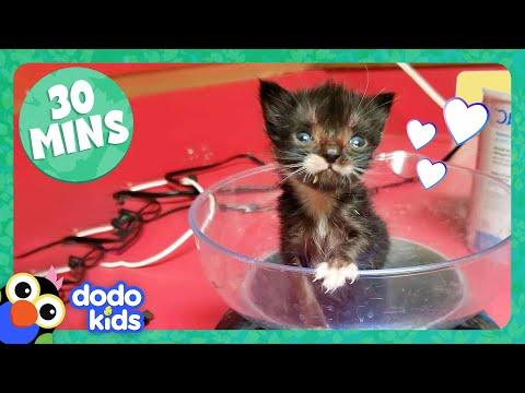 30 Minutes Of Teeny, Adorable Fuzzballs | Dodo Kids | Animal Videos For Kids #Video
