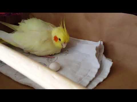Chaos The most loving Cockatiel ever being an awesome Mom Video
