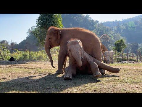Double Trouble: Baby Pyi Mai and Chaba's Playful Bond - ElephantNews #Video