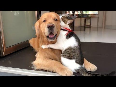 When Your Cats Who Can't Deny Their Love for Dogs! #Video