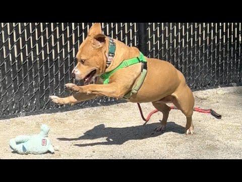 'Scary' shelter dog melts for a toy #Video