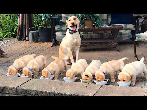 When Mom Dogs Proudly Show Off Their Babies... #Video