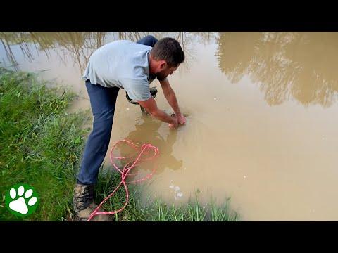 Dad Saves Turtle Stuck in Flooded Pipe #Video