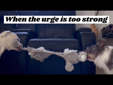 When the urge is too strong - Layla The Boxer #Video