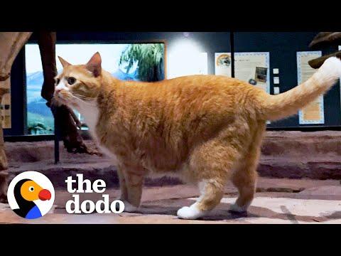 Rescue Cat Goes To Work At A Museum With His Dad Every Day #Video