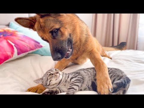 What does a German Shepherd do when a Cat ignores him #Video