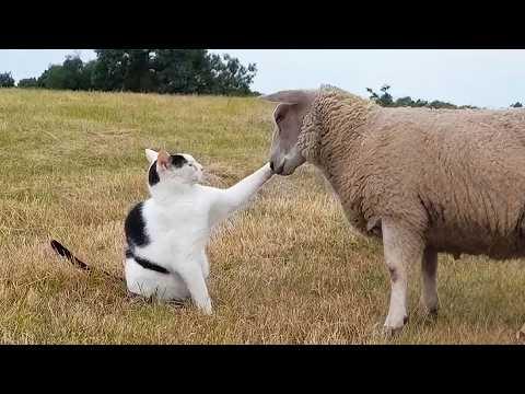This Cat Thinks He’s Part of the Sheep Flock! #Video