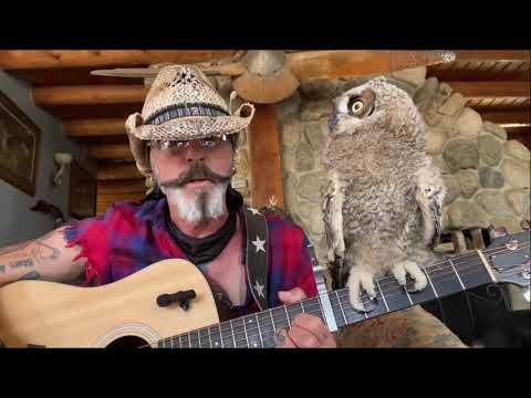 Real Owl Loves to Hear Live Guitar Playing. #Video