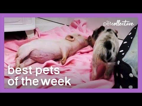Pigs On A Blanket | Best Pets of the Week