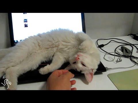 Cats And Computers