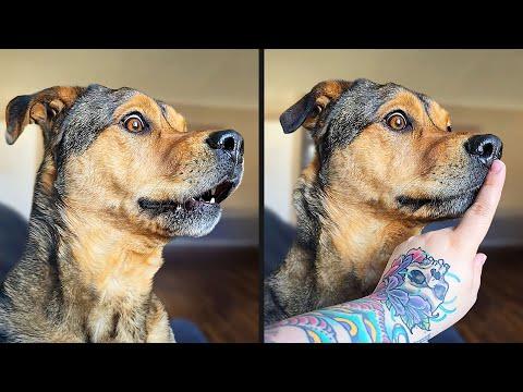 She Couldn't Control Herself | YOUR Daily Dose of Pets #Video