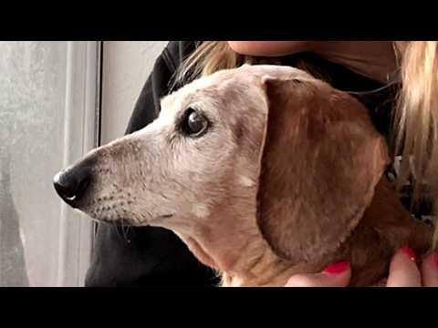 This Giant Dog Just Wants to Be Treated Like a Baby #Video