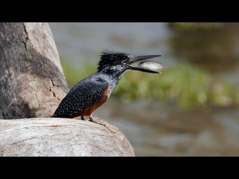 Giant Kingfisher #Video