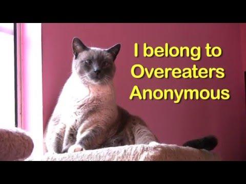 Cat Confessions No Shame
