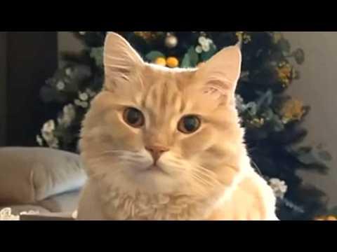 Adopted cat was returned for meowing too much #Video