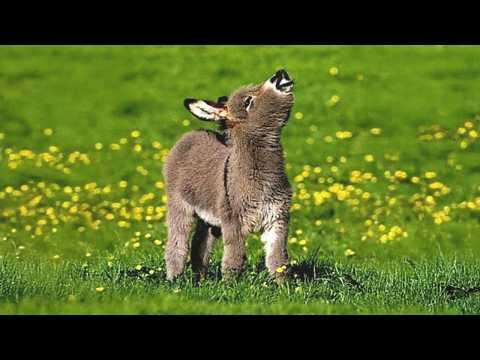 These Animals Are The CUTEST in the World #Video