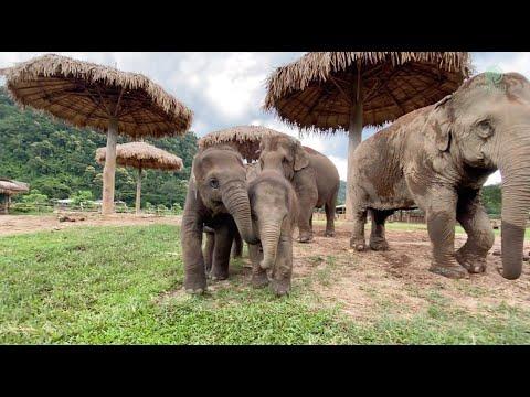 Two Elephant Family Try To Get To Know Each Other - ElephantNews #Video