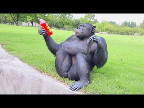 I dare you not to laugh at these ANIMALS #Video