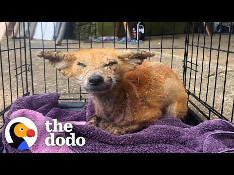 Sick Wild Fox Gets So Pretty And Playfull Video