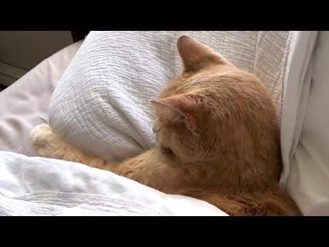 Cat's job was to catch mice. But all he wants to do is... #Video