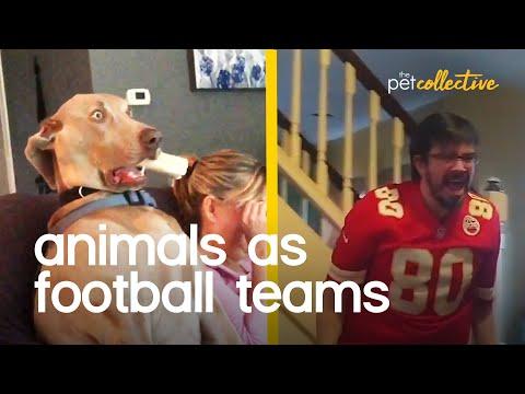 Animals As Football Teams Video
