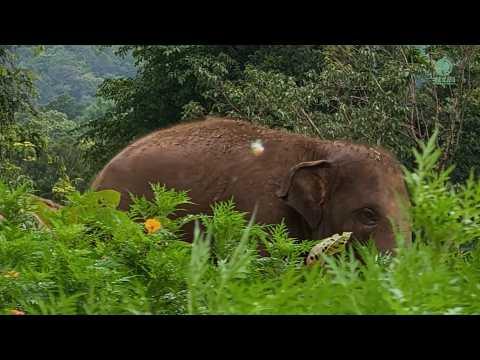 The Little Guardians of Elephant Nature Park - ElephantNews #Video