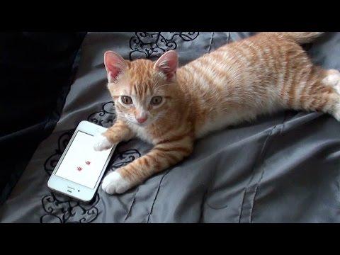 Cute Kitten Playing On IPhone Cat App