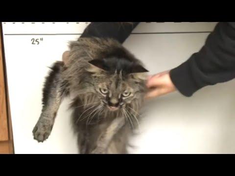 Vet says this odd cat is extremely rare #Video